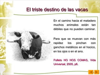 El triste destino de las vacas En el camino hacia el matadero muchos animales están tan débiles que no pueden caminar.  Para que se muevan con más rapidez los pinchan con ganchos metálicos en el hocico, en los ojos o en el ano.   Folleto NO NOS COMAS, Vida Universal, 2005, p6. 