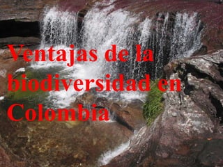 Ventajas de la
biodiversidad en
Colombia
 