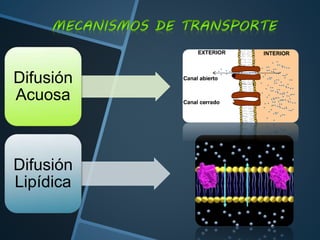 Difusión
Acuosa
Difusión
Lipídica
 