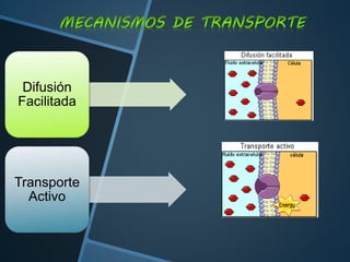 Difusión
Facilitada
Transporte
Activo
 