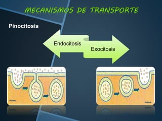 Endocitosis
Exocitosis
Pinocitosis
 