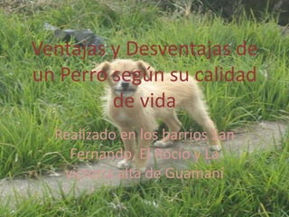 Ventajas y Desventajas de
un Perro según su calidad
         de vida
  Realizado en los barrios San
    Fernando, El Rocío y La
   victoria alta de Guamaní
 
