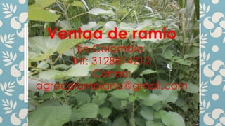 Ventaa de ramio

En Colombia.
Inf: 3128814212
Correo:
agrocolombiano@gmail.com

 