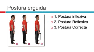Postura erguida
 1. Postura inflexiva
 2. Postura Reflexiva
 3. Postura Correcta
 