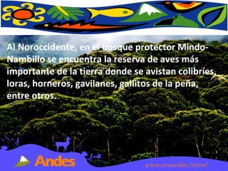 Al Noroccidente, en el bosque protector Mindo-Nambillo se encuentra la reserva de aves más importante de la tierra donde se avistan colibríes, loras, horneros, gavilanes, gallitos de la peña, entre otros.  