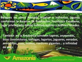 Bosques de clima húmedo tropical e inmensas lagunas conforman la Reserva de Producción Faunística Cuyabeno, lugar privilegiado donde habitan reptiles y delfines rosados.  También  en la Amazonía conviven tapires, anacondas, boas constrictoras, tortugas, lagartos, jaguares, venados, armadillos, osos, monos, roedores gigantes... e infinidad de aves.  