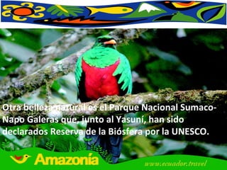 Otra belleza natural es el Parque Nacional Sumaco-Napo Galeras que, junto al Yasuní, han sido declarados Reserva de la Biósfera por la UNESCO.  