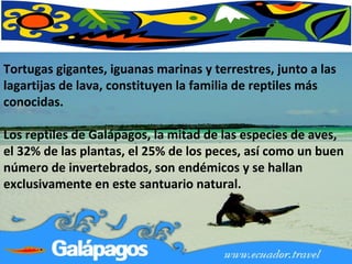 Tortugas gigantes, iguanas marinas y terrestres, junto a las lagartijas de lava, constituyen la familia de reptiles más conocidas.  Los reptiles de Galápagos, la mitad de las especies de aves, el 32% de   las plantas, el 25% de los peces, así como un buen número de invertebrados, son endémicos y se hallan exclusivamente en este santuario natural. 