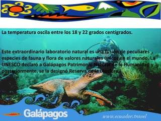 La temperatura oscila entre los 18 y 22 grados centígrados.  Este extraordinario laboratorio natural es una fusión de peculiares especies de fauna y flora de valores naturales únicos en el mundo. La UNESCO declaró a Galápagos Patrimonio Natural de la Humanidad y posteriormente, se la designó Reserva de la Biosfera.  