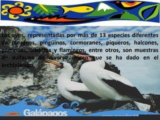 Las aves, representadas por más de 13 especies diferentes de pinzones, pingüinos, cormoranes, piqueros, halcones, gorriones, albatros y flamingos, entre otros, son muestras de avifauna de diverso origen que se ha dado en el archipiélago.  