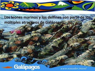 Los leones marinos y los delfines son parte de los múltiples atractivos de Galápagos.  