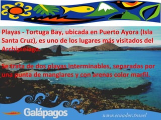 Playas - Tortuga Bay, ubicada en Puerto Ayora (Isla Santa Cruz), es uno de los lugares más visitados del Archipiélago.  Se trata de dos playas interminables, separadas por una punta de manglares y con arenas color marfil. 