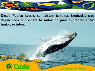 Desde Puerto López, se avistan ballenas jorobadas que llegan cada año desde la Antártida para aparearse entre junio y octubre.  