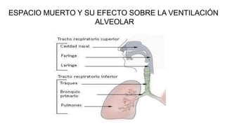 ESPACIO MUERTO Y SU EFECTO SOBRE LA VENTILACIÓN
ALVEOLAR
 