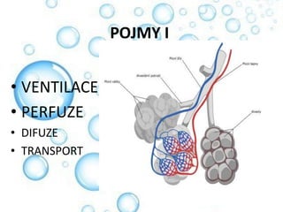Ventilace/ Perfuze | PPTX