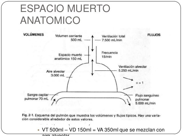 Resultado de imagen para espacio muerto anatomico