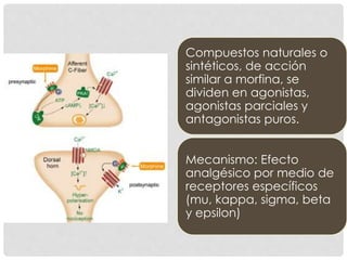 Compuestos naturales o
sintéticos, de acción
similar a morfina, se
dividen en agonistas,
agonistas parciales y
antagonistas puros.
Mecanismo: Efecto
analgésico por medio de
receptores específicos
(mu, kappa, sigma, beta
y epsilon)
 