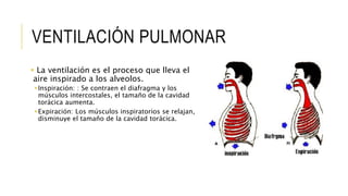 VENTILACIÓN PULMONAR
 La ventilación es el proceso que lleva el
aire inspirado a los alveolos.
Inspiración: : Se contraen el diafragma y los
músculos intercostales, el tamaño de la cavidad
torácica aumenta.
Expiración: Los músculos inspiratorios se relajan,
disminuye el tamaño de la cavidad torácica.
 