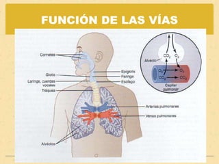 BRONQUIOLOS RESPIRATORIOS. ESPACIO MUERTO Aire que queda atrapado en vías aéreas como:NARIZ