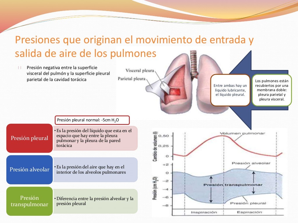 Fisiologia De La Respiracion Ventilacion Pulmonar Pptx Powerpoint Images