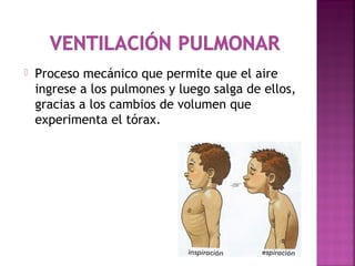  Proceso mecánico que permite que el aire
ingrese a los pulmones y luego salga de ellos,
gracias a los cambios de volumen que
experimenta el tórax.