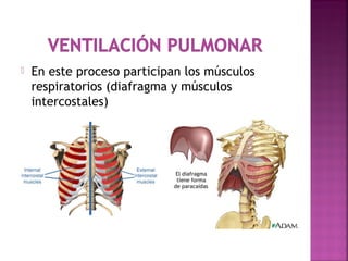  En este proceso participan los músculos
respiratorios (diafragma y músculos
intercostales)