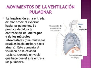  La inspiración es la entrada
de aire desde el exterior
hacia los pulmones. Se
produce debido a la
contracción del diafragma
y de los músculos
intercostales (que mueve las
costillas hacia arriba y hacia
afuera). Esto aumenta el
volumen de la cavidad
torácica creando un vacío
que hace que el aire entre a
los pulmones.