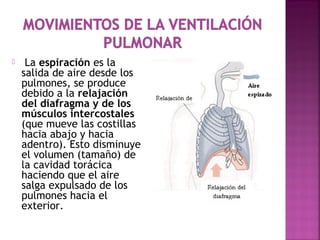  La espiración es la
salida de aire desde los
pulmones, se produce
debido a la relajación
del diafragma y de los
músculos intercostales
(que mueve las costillas
hacia abajo y hacia
adentro). Esto disminuye
el volumen (tamaño) de
la cavidad torácica
haciendo que el aire
salga expulsado de los
pulmones hacia el
exterior.
