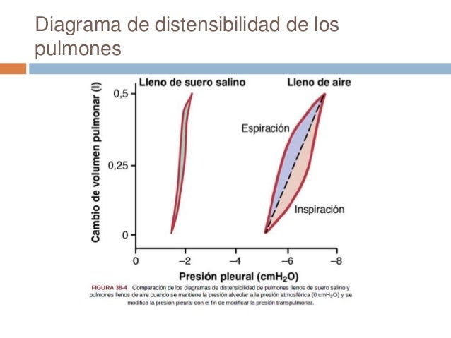 Ventilación pulmonar