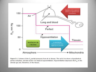 Equilibrio entre captacion
                                         de O2 y su reposicion por
                                                la ventilacion




Ventilacion de       La velocidad de
                 extraccion de O2 esta
  7-8 l/min      regido por el consumo
 