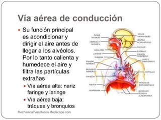Vía aérea de conducción
Mechanical Ventilation Medscape.com
 Su función principal
es acondicionar y
dirigir el aire antes de
llegar a los alvéolos.
Por lo tanto calienta y
humedece el aire y
filtra las partículas
extrañas
 Vía aérea alta: nariz
faringe y laringe
 Vía aérea baja:
tráquea y bronquios
 