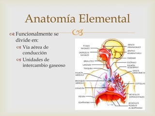 Funcionalmente se divide en: Vía aérea de conducciónUnidades de intercambio gaseosoAnatomía Elemental