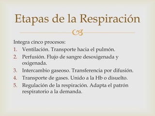 Integra cinco procesos:Ventilación. Transporte hacia el pulmón.Perfusión. Flujo de sangre desoxigenada y oxigenada.Intercambio gaseoso. Transferencia por difusión.Transporte de gases. Unido a la Hb o disuelto.Regulación de la respiración. Adapta el patrón respiratorio a la demanda.Etapas de la Respiración