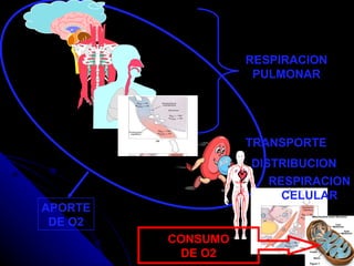 RESPIRACION PULMONAR TRANSPORTE DISTRIBUCION APORTE DE O2 CONSUMO DE O2 RESPIRACION CELULAR Hepatic artery Liver Carotid artery 