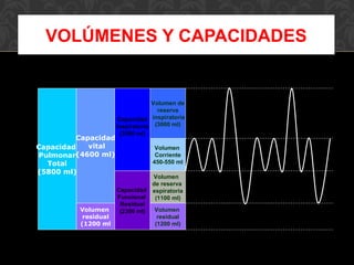 VOLÚMENES Y CAPACIDADES
Capacidad
Pulmonar
Total
(5800 ml)
Capacidad
vital
(4600 ml)
Volumen
residual
(1200 ml
Capacidad
Inspiratoria
(3500 ml)
Capacidad
Funcional
Residual
(2300 ml)
Volumen de
reserva
inspiratoria
(3000 ml)
Volumen
Corriente
450-550 ml
Volumen
de reserva
espiratoria
(1100 ml)
Volumen
residual
(1200 ml)
 