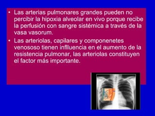 Las arterias pulmonares grandes pueden no percibir la hipoxia alveolar en vivo porque recibe la perfusión con sangre sistémica a través de la vasa vasorum. Las arteriolas, capilares y componenetes venososo tienen inflluencia en el aumento de la resistencia pulmonar, las arteriolas constituyen el factor más importante. 