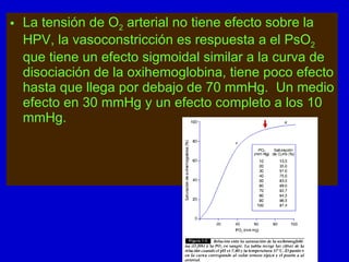 La tensión de O 2  arterial no tiene efecto sobre la HPV, la vasoconstricción es respuesta a el PsO 2  que tiene un efecto sigmoidal similar a la curva de disociación de la oxihemoglobina, tiene poco efecto hasta que llega por debajo de 70 mmHg.  Un medio efecto en 30 mmHg y un efecto completo a los 10 mmHg. 