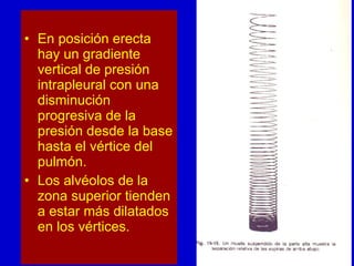 En posición erecta hay un gradiente vertical de presión intrapleural con una disminución progresiva de la presión desde la base hasta el vértice del pulmón. Los alvéolos de la zona superior tienden a estar más dilatados en los vértices. 