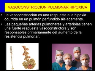 VASOCONSTRICCION PULMONAR HIPOXICA La vasoconstricción es una respuesta a la hipoxia ocurrida en un pulmón perfundido aisladamente. Las pequeñas arterias pulmonares y arteriolas tienen una fuerte respuesta vasoconstrictora y son responsables primariamente del aumento de la resistencia pulmonar. 