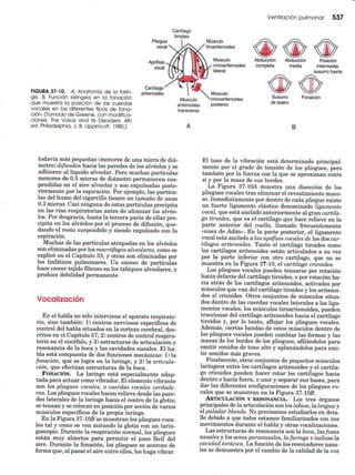 Ventilacion pulmonar