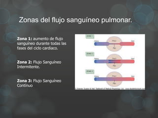Zonas del flujo sanguíneo pulmonar.
Zona 1: aumento de flujo
sanguíneo durante todas las
fases del ciclo cardiaco.
Zona 2: Flujo Sanguíneo
Intermitente.
Zona 3: Flujo Sanguíneo
Contínuo
 
