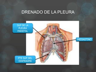 DRENADO DE LA PLEURA
MEDIASTINO
PTE SUP DEL
DIAFRAGMA
SUP DE LA
PLEURA
PARIETAL
 