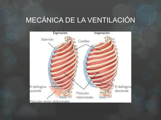MECÁNICA DE LA VENTILACIÓN
 