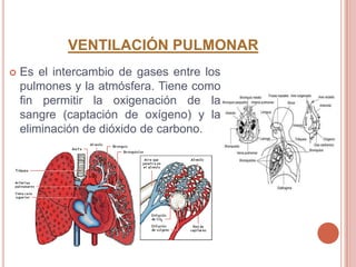 VENTILACIÓN PULMONAR
   Es el intercambio de gases entre los
    pulmones y la atmósfera. Tiene como
    fin permitir la oxigenación de la
    sangre (captación de oxígeno) y la
    eliminación de dióxido de carbono.
 