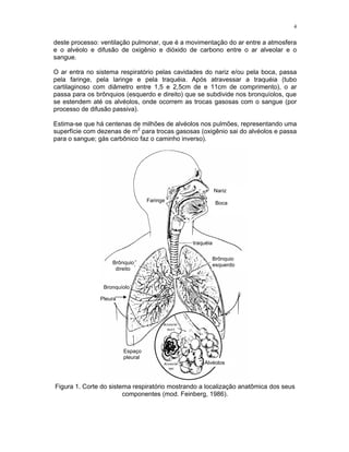 4
deste processo: ventilação pulmonar, que é a movimentação do ar entre a atmosfera
e o alvéolo e difusão de oxigênio e dióxido de carbono entre o ar alveolar e o
sangue.
O ar entra no sistema respiratório pelas cavidades do nariz e/ou pela boca, passa
pela faringe, pela laringe e pela traquéia. Após atravessar a traquéia (tubo
cartilaginoso com diâmetro entre 1,5 e 2,5cm de e 11cm de comprimento), o ar
passa para os brônquios (esquerdo e direito) que se subdivide nos bronquíolos, que
se estendem até os alvéolos, onde ocorrem as trocas gasosas com o sangue (por
processo de difusão passiva).
Estima-se que há centenas de milhões de alvéolos nos pulmões, representando uma
superfície com dezenas de m2
para trocas gasosas (oxigênio sai do alvéolos e passa
para o sangue; gás carbônico faz o caminho inverso).
Figura 1. Corte do sistema respiratório mostrando a localização anatômica dos seus
componentes (mod. Feinberg, 1986).
traquéia
Brônquio
esquerdoBrônquio
direito
Bronquíolo
Pleura
Espaço
pleural
Alvéolos
Faringe
Nariz
Boca
 