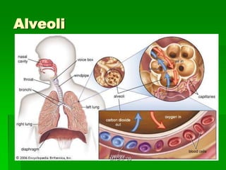 Alveoli




          MTCAT '09
 