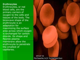 Erythrocytes
Erythrocytes, or red
blood cells, are the
primary carriers of
oxygen to the cells and
tissues of the body. The
biconcave shape of the
erythrocyte is an
adaptation for
maximizing the surface
area across which oxygen
is exchanged for carbon
dioxide. Its shape and
flexible plasma
membrane allow the
erythrocyte to penetrate
the smallest of
capillaries.

                           MTCAT '09
 