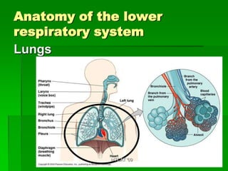 Anatomy of the lower
respiratory system
Lungs




             MTCAT '09
 