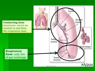 Conducting Zone
structures- serves as
conduit to and from
the respiratory zone




  Respiratory
  Zone- only site
  of gas exchange


                        MTCAT '09
 