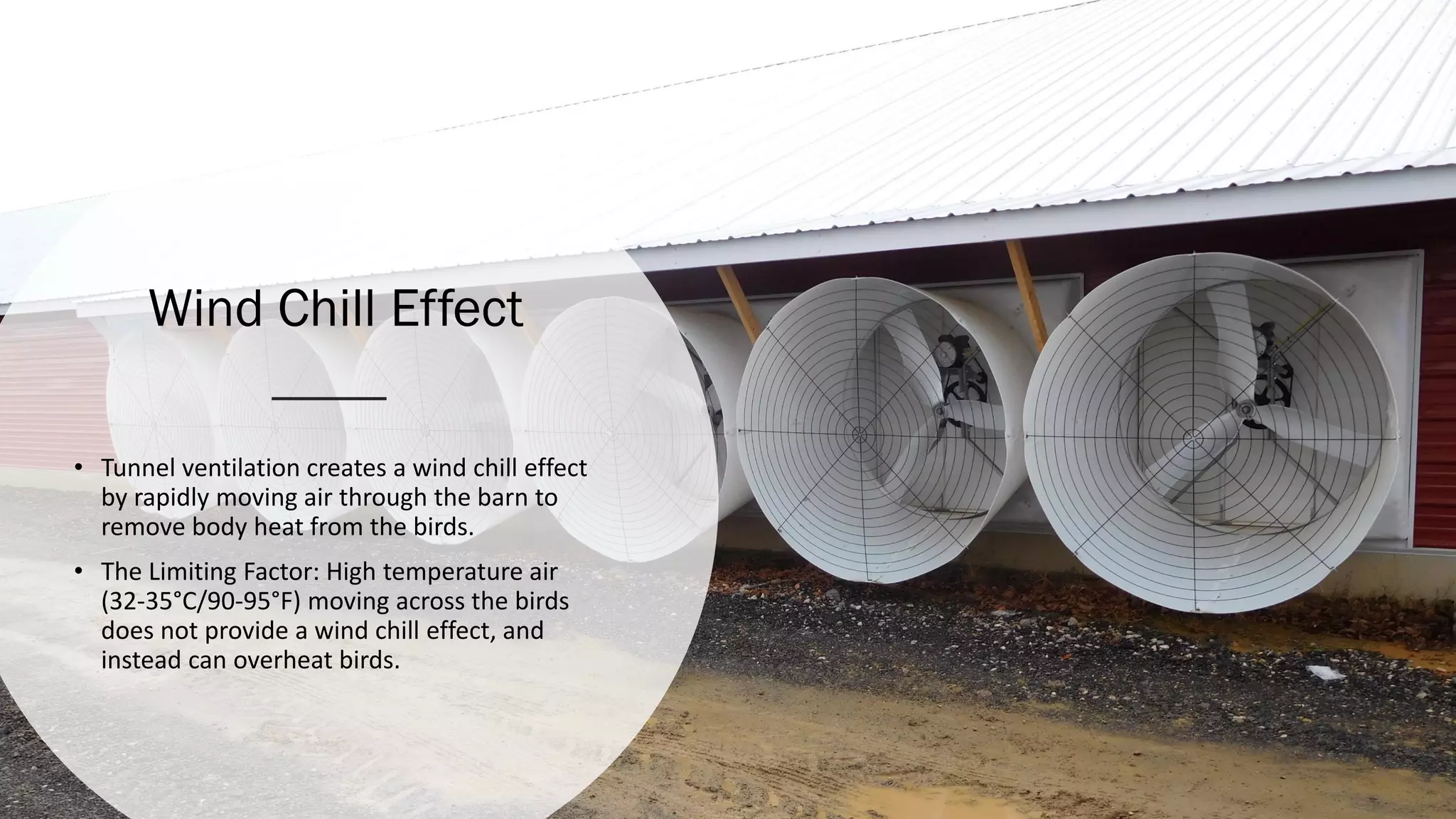 Wind Chill Effect
• Tunnel ventilation creates a wind chill effect
by rapidly moving air through the barn to
remove body heat from the birds.
• The Limiting Factor: High temperature air
(32-35°C/90-95°F) moving across the birds
does not provide a wind chill effect, and
instead can overheat birds.
 